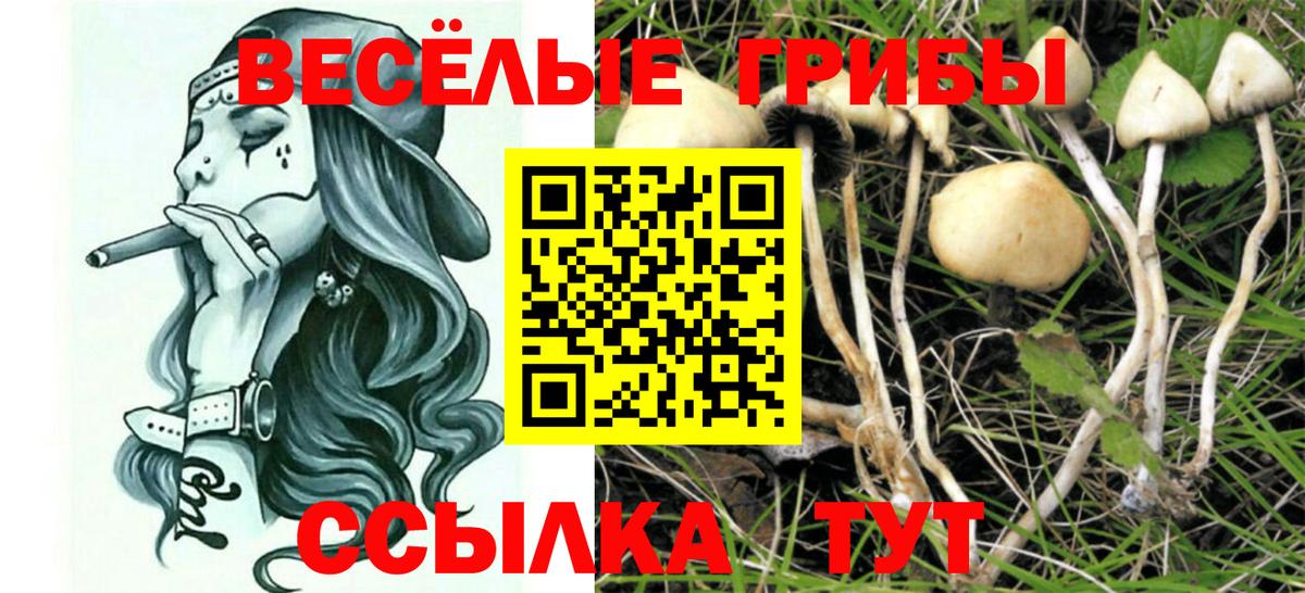 Псилоцибиновые грибы мицелий Вязьма